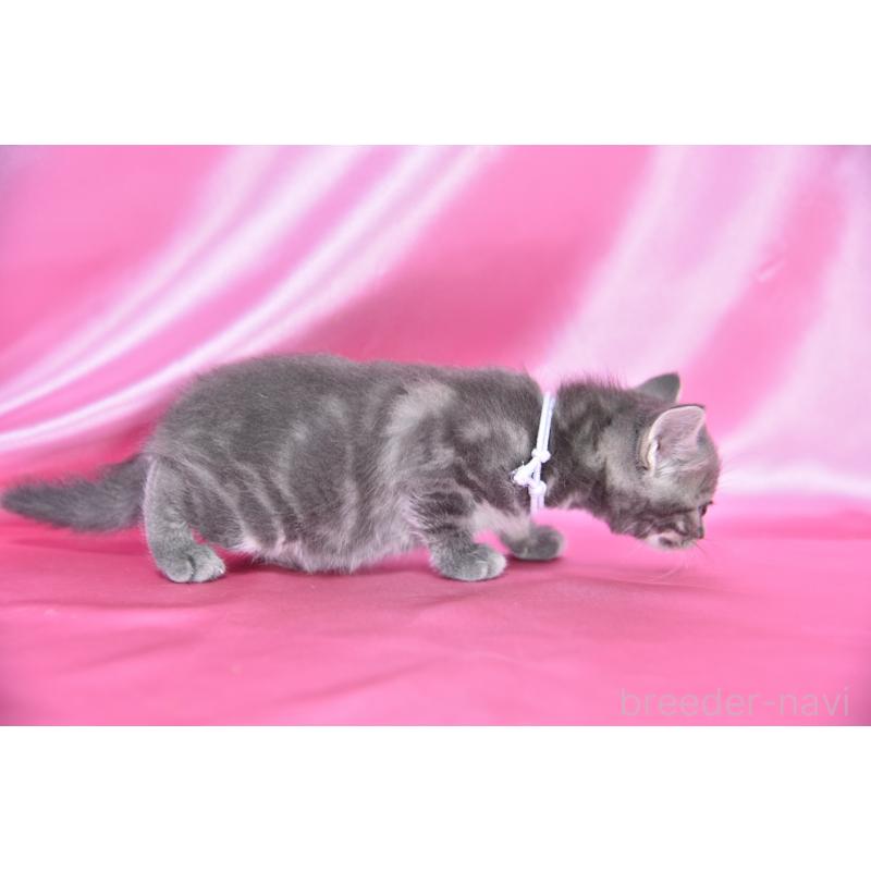 販売中の千葉県のアメリカンショートヘア-134891の5枚目