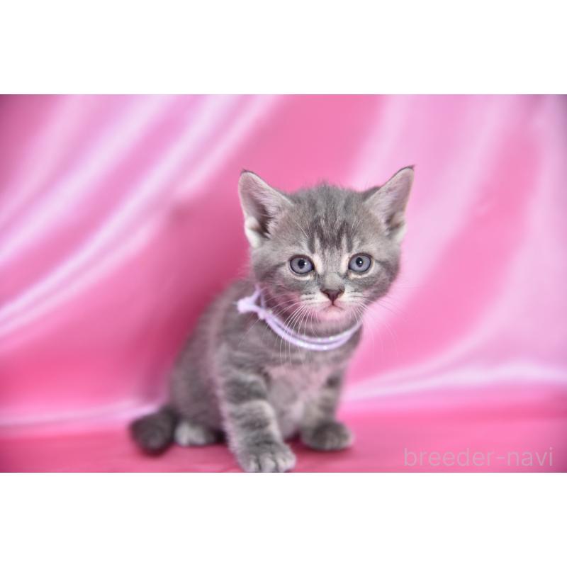 販売中の千葉県のアメリカンショートヘア-134891の4枚目