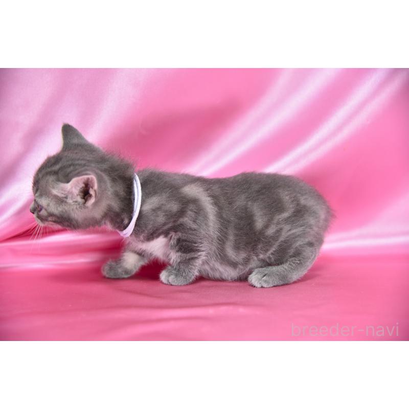 販売中の千葉県のアメリカンショートヘア-134891の3枚目