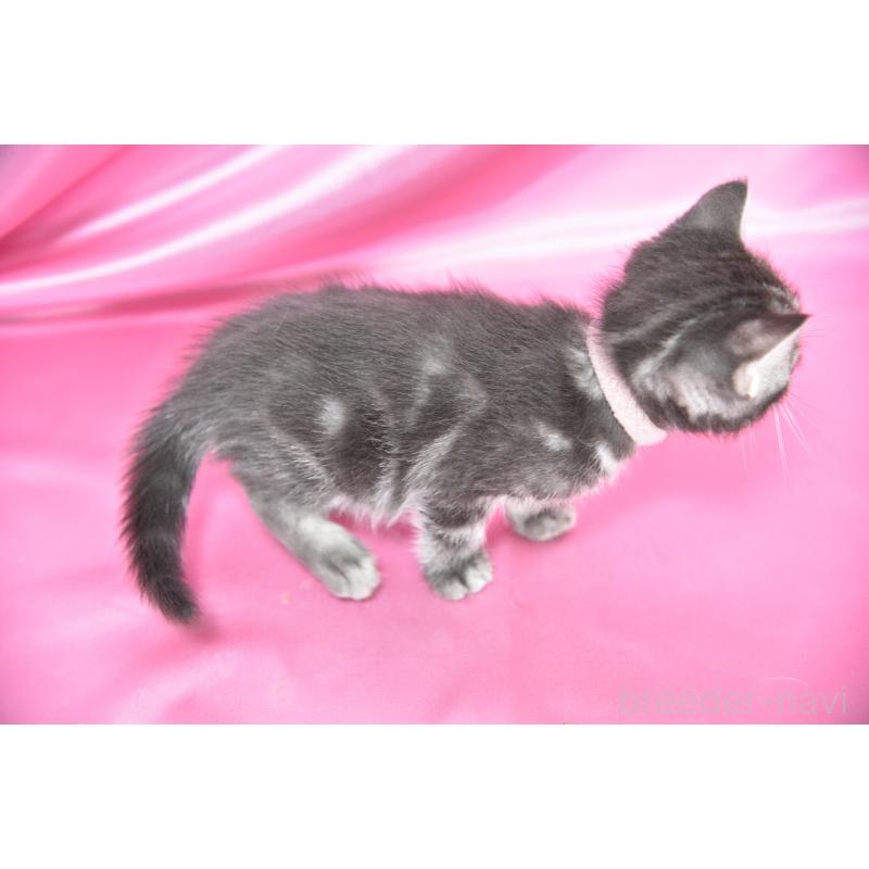 販売中の千葉県のアメリカンショートヘア-134892の5枚目