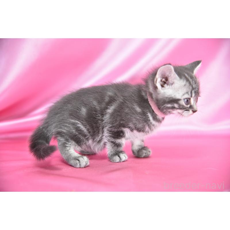 販売中の千葉県のアメリカンショートヘア-134892の4枚目