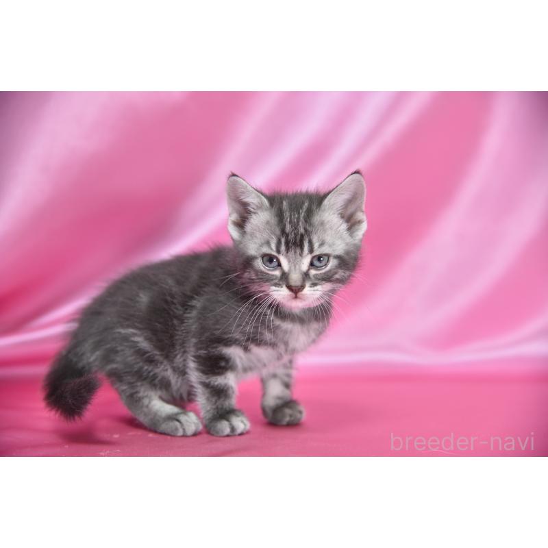 販売中の千葉県のアメリカンショートヘア-134892の3枚目