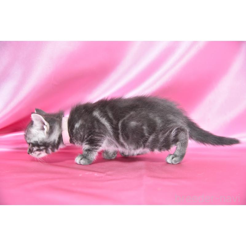 販売中の千葉県のアメリカンショートヘア-134892の2枚目