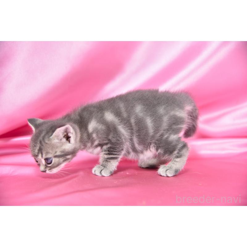 販売中の千葉県のアメリカンショートヘア-134893の4枚目