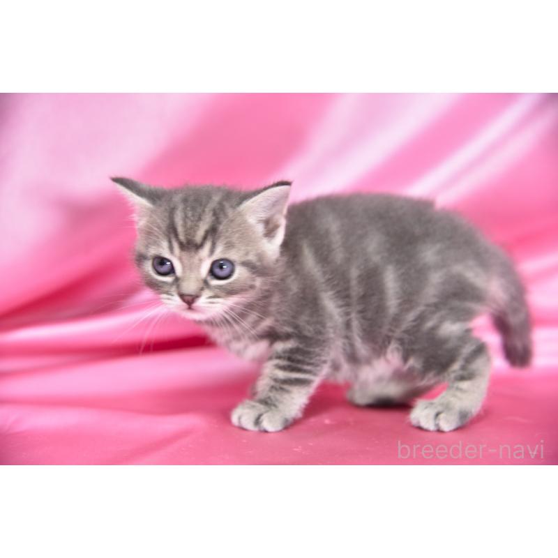 販売中の千葉県のアメリカンショートヘア-134893の3枚目