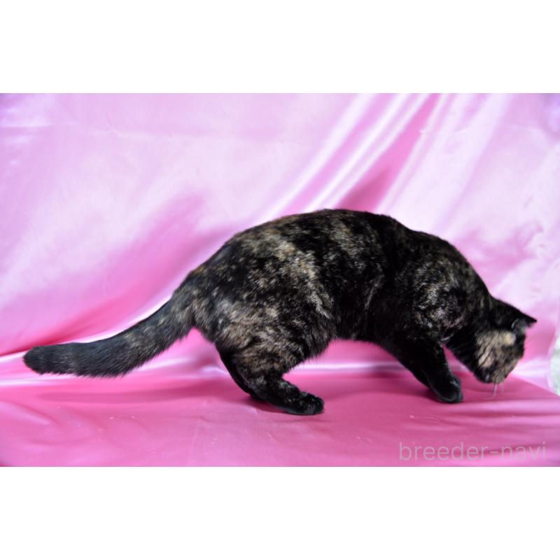 販売中の千葉県のスコティッシュフォールド-108748の4枚目