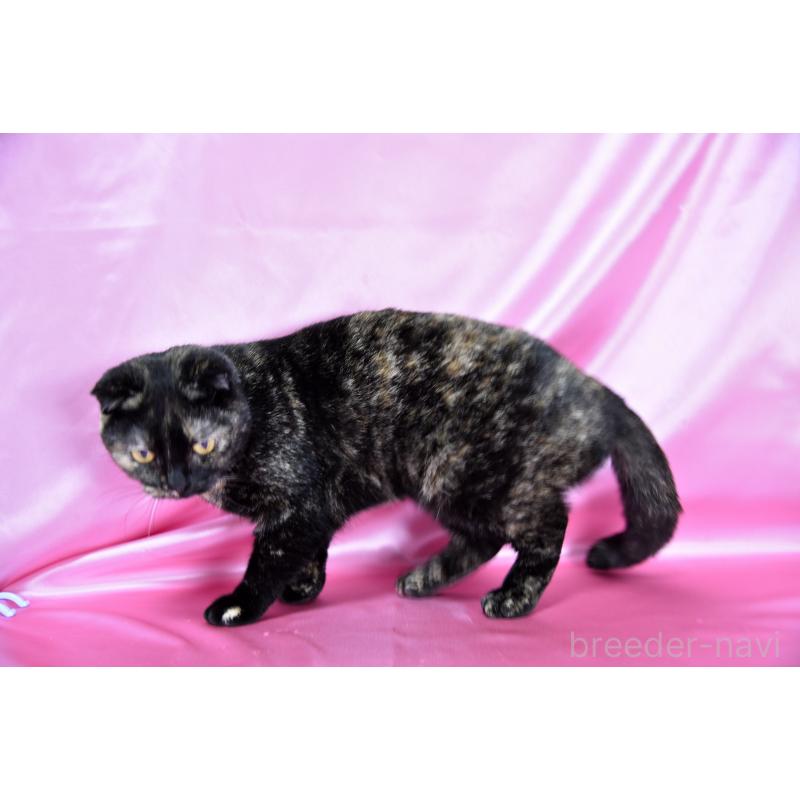 販売中の千葉県のスコティッシュフォールド-108748の5枚目