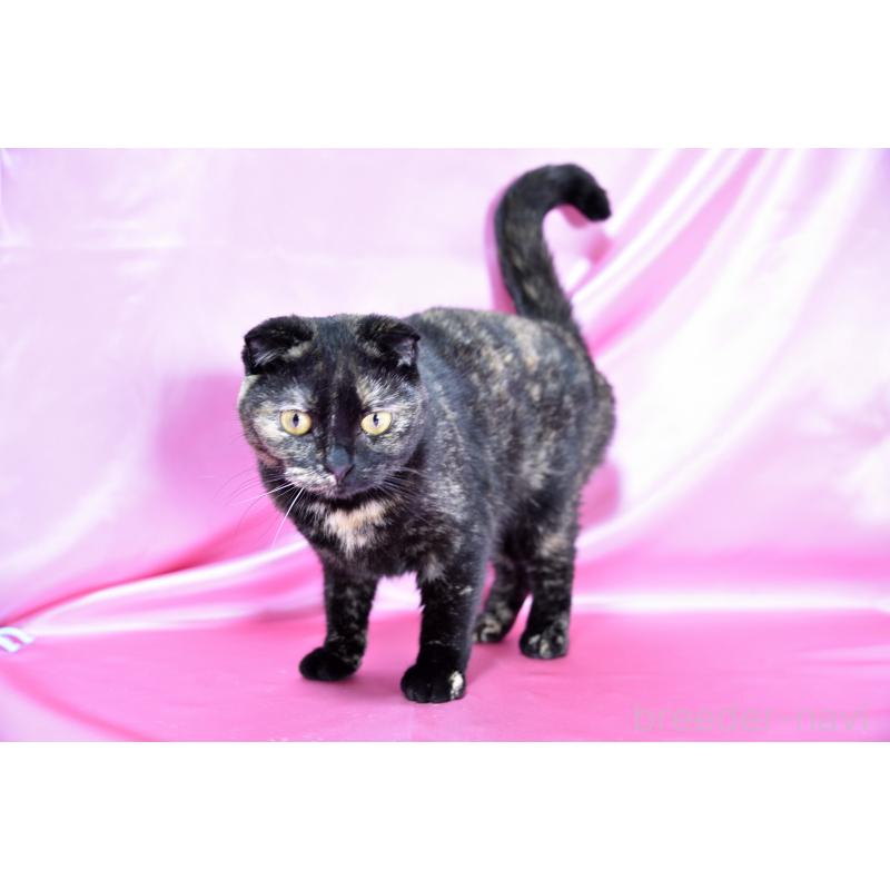 販売中の千葉県のスコティッシュフォールド-108748の3枚目