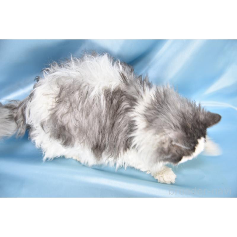 販売中の千葉県のセルカークレックス-112227の5枚目