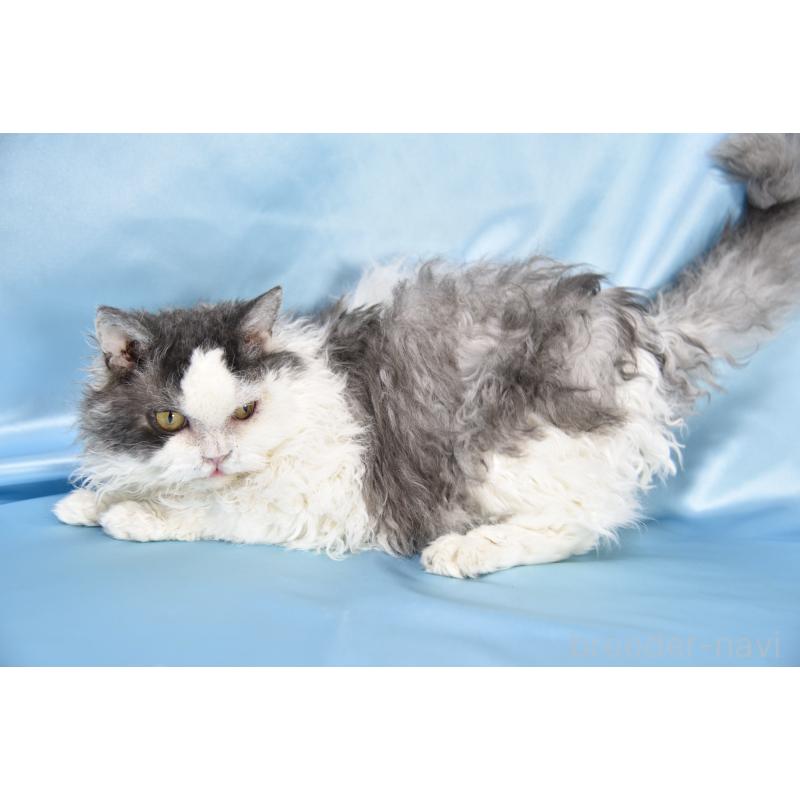 販売中の千葉県のセルカークレックス-112227の4枚目