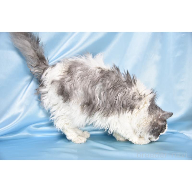 販売中の千葉県のセルカークレックス-112227の3枚目