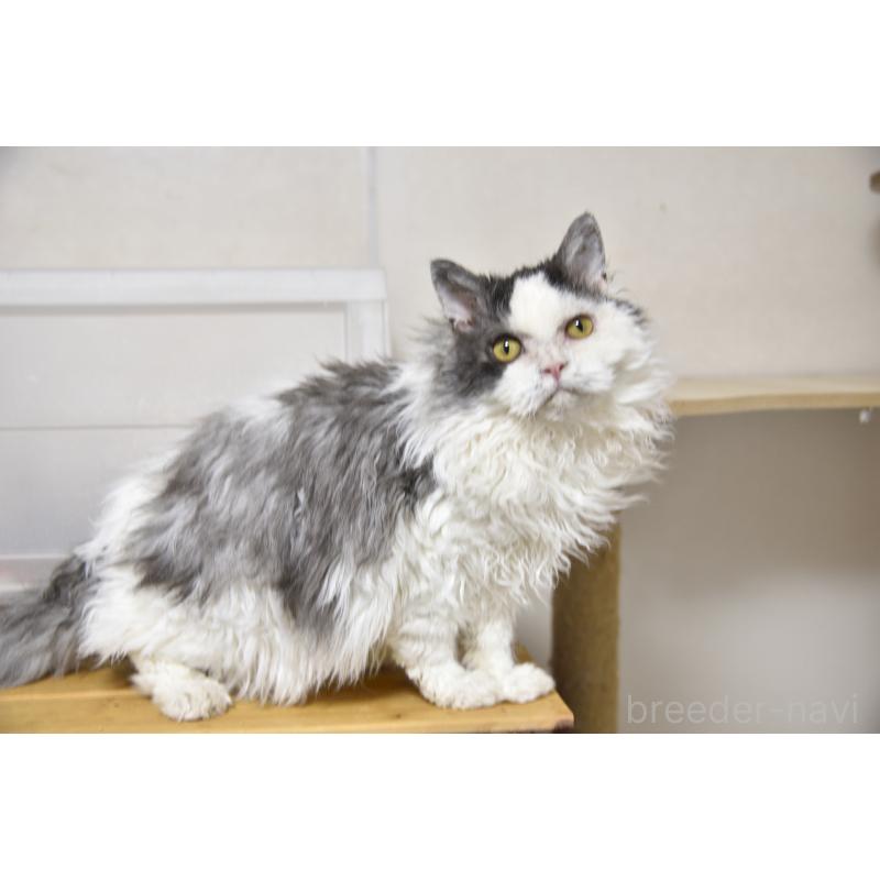 販売中の千葉県のセルカークレックス-112227の2枚目