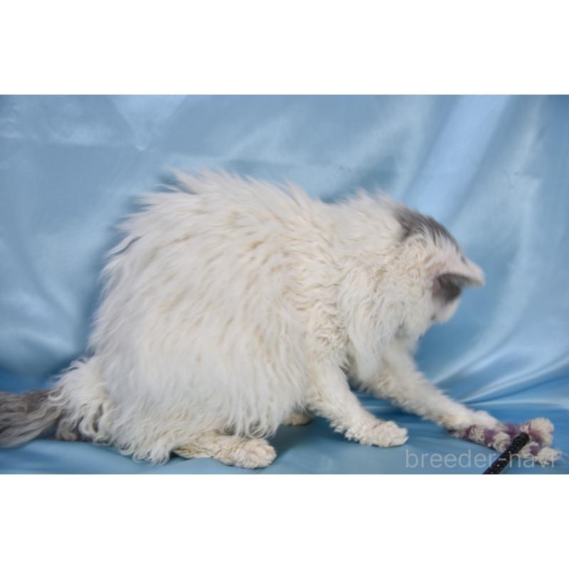 販売中の千葉県のセルカークレックス-112229の5枚目