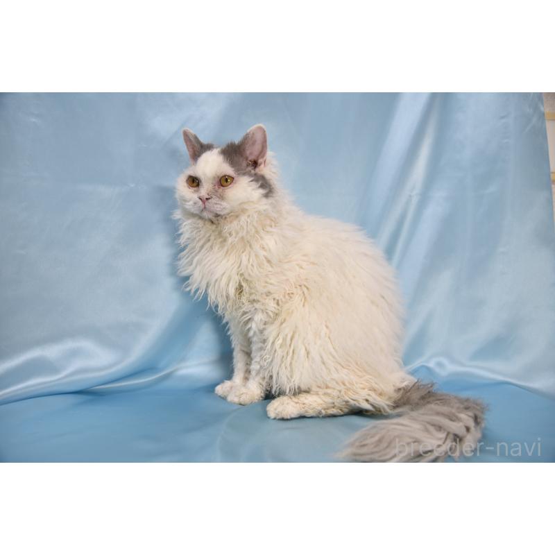 販売中の千葉県のセルカークレックス-112229の4枚目