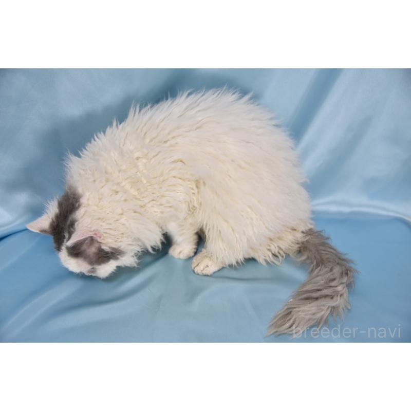 販売中の千葉県のセルカークレックス-112229の3枚目