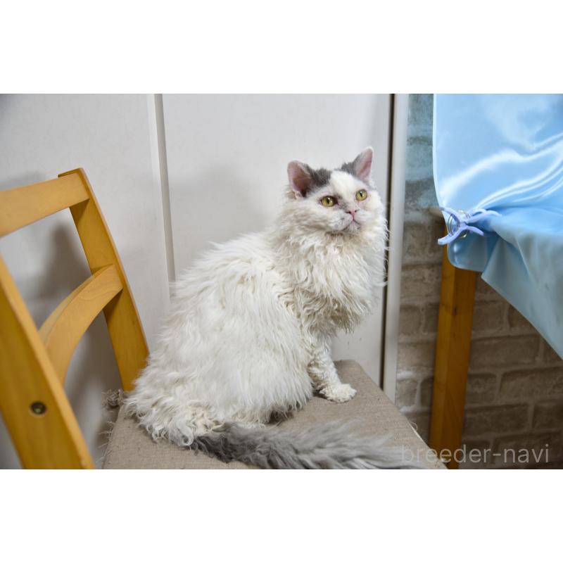 販売中の千葉県のセルカークレックス-112229の2枚目