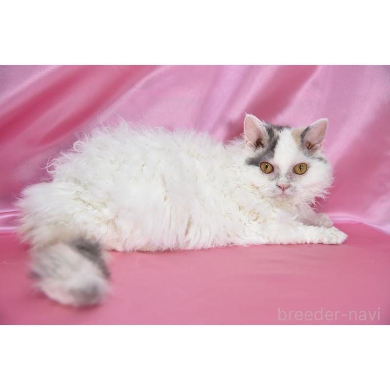 販売中の千葉県のセルカークレックス-112228の4枚目