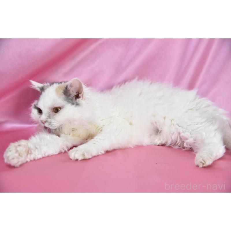 販売中の千葉県のセルカークレックス-112228の3枚目