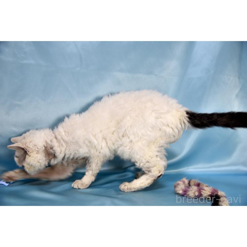 販売中の千葉県のセルカークレックス-118477の5枚目