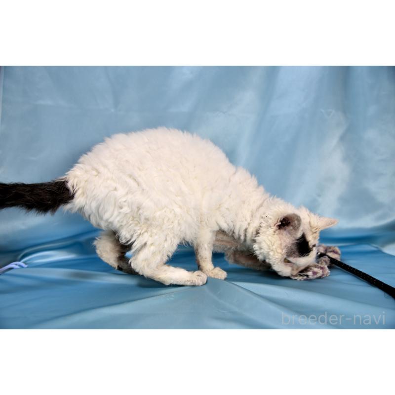 販売中の千葉県のセルカークレックス-118477の4枚目