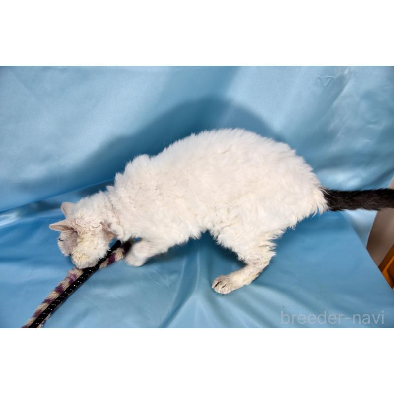 販売中の千葉県のセルカークレックス-118477の2枚目