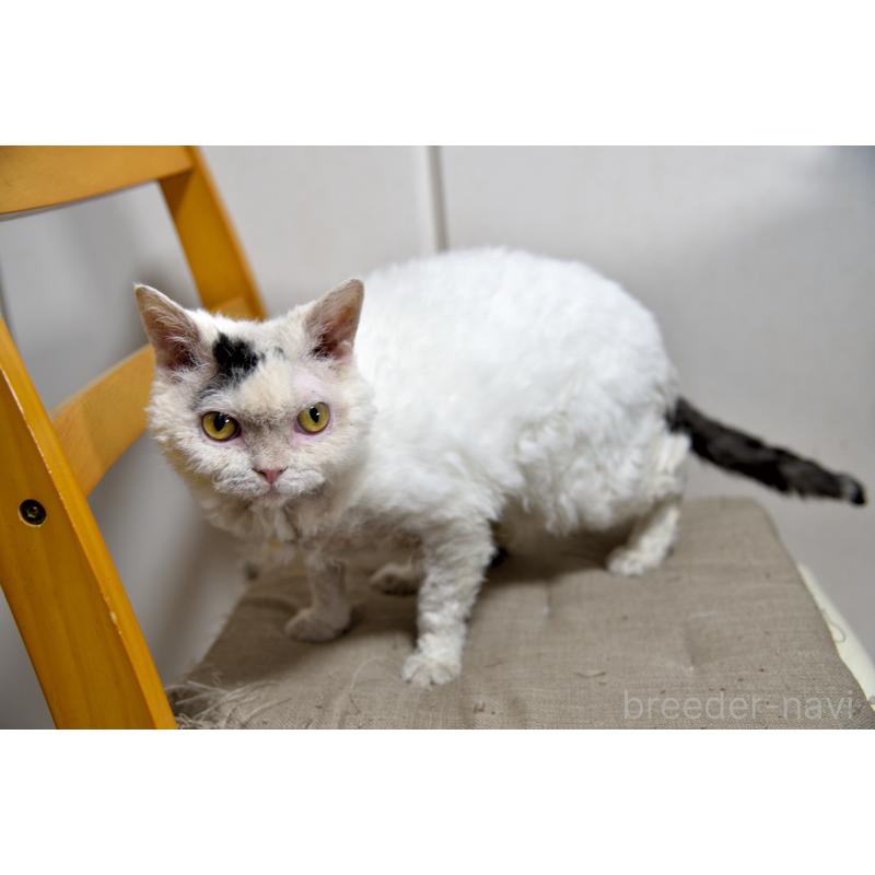 販売中の千葉県のセルカークレックス-118477の3枚目