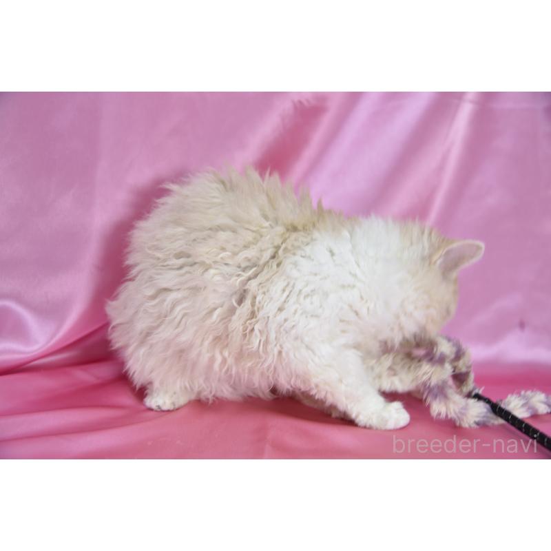 販売中の千葉県のセルカークレックス-118480の5枚目