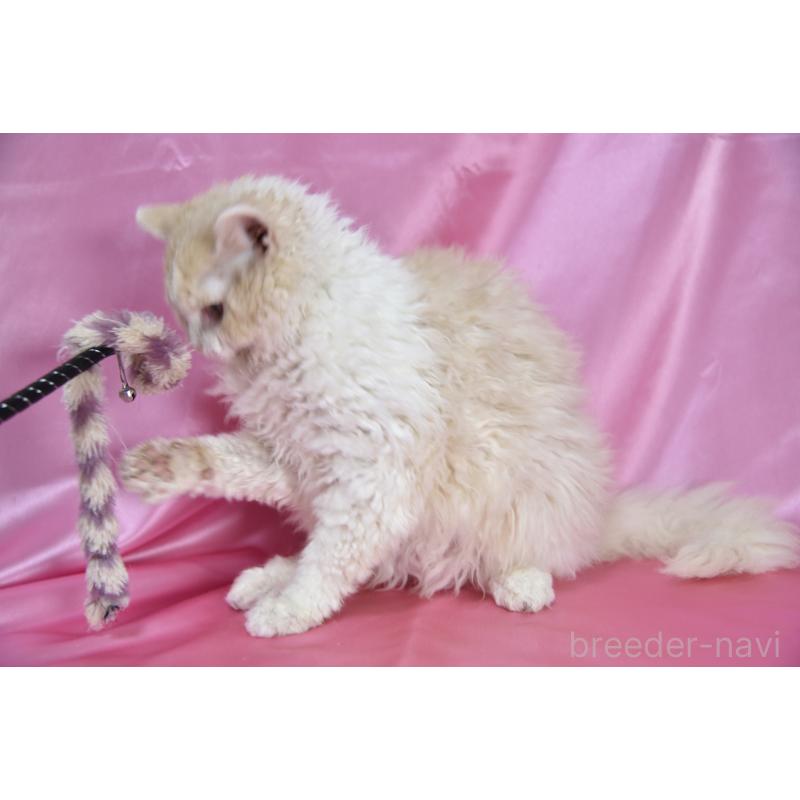 販売中の千葉県のセルカークレックス-118480の4枚目