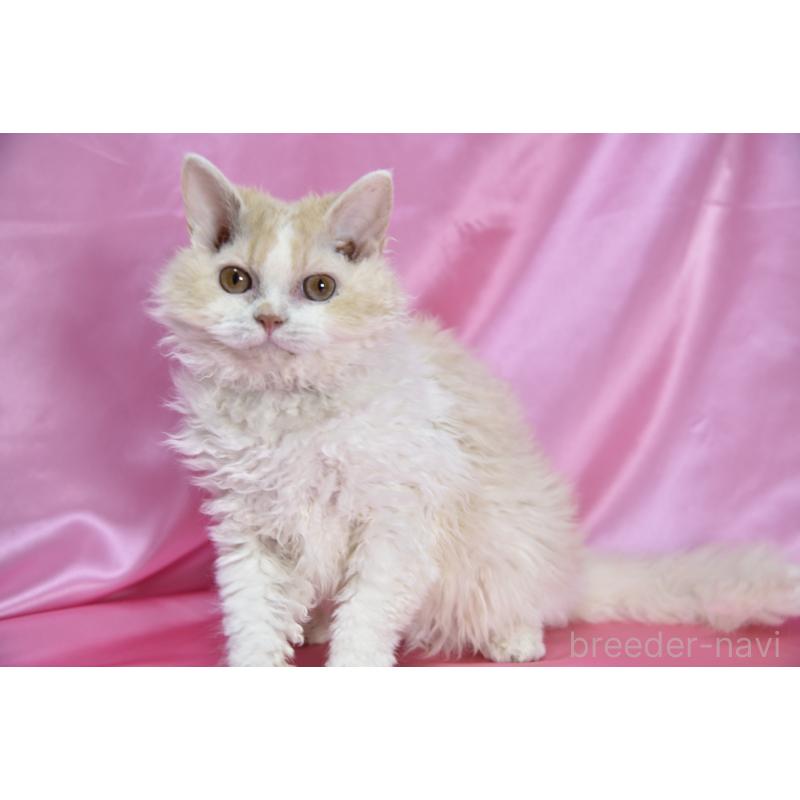 販売中の千葉県のセルカークレックス-118480の3枚目