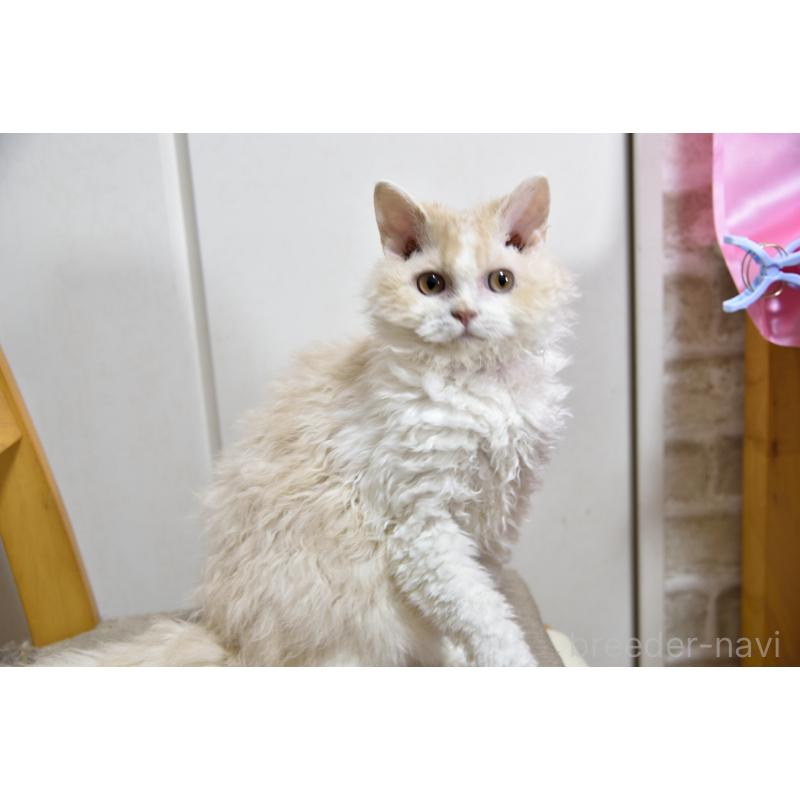 販売中の千葉県のセルカークレックス-118480の2枚目