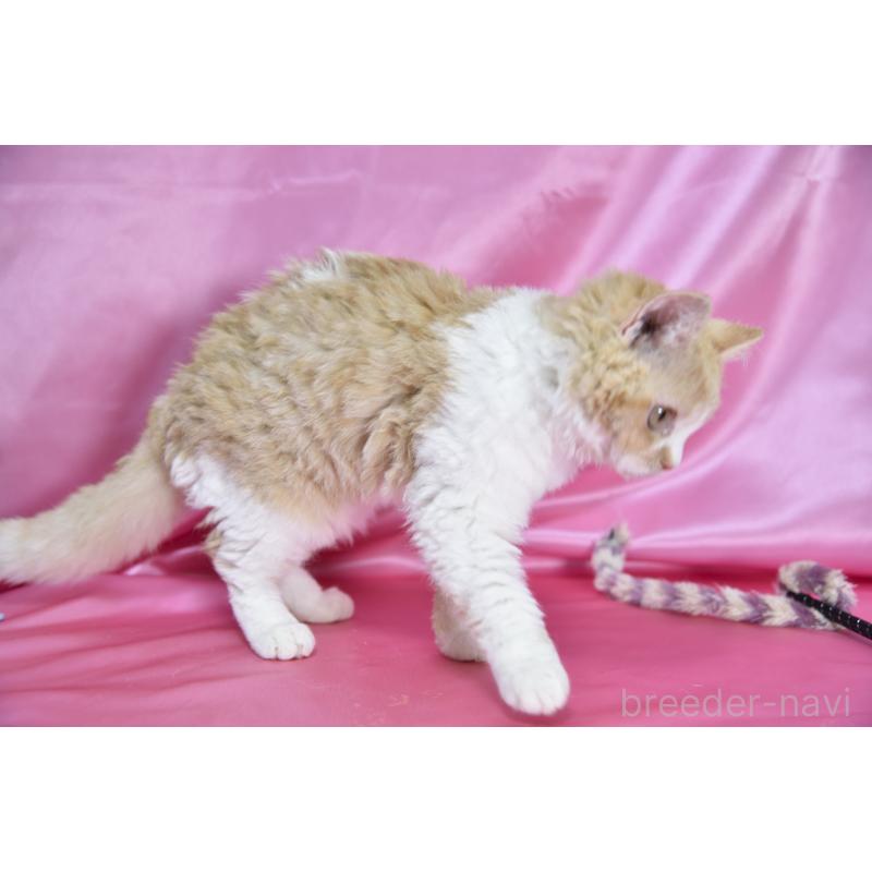 成約済の千葉県のセルカークレックス-130303の5枚目