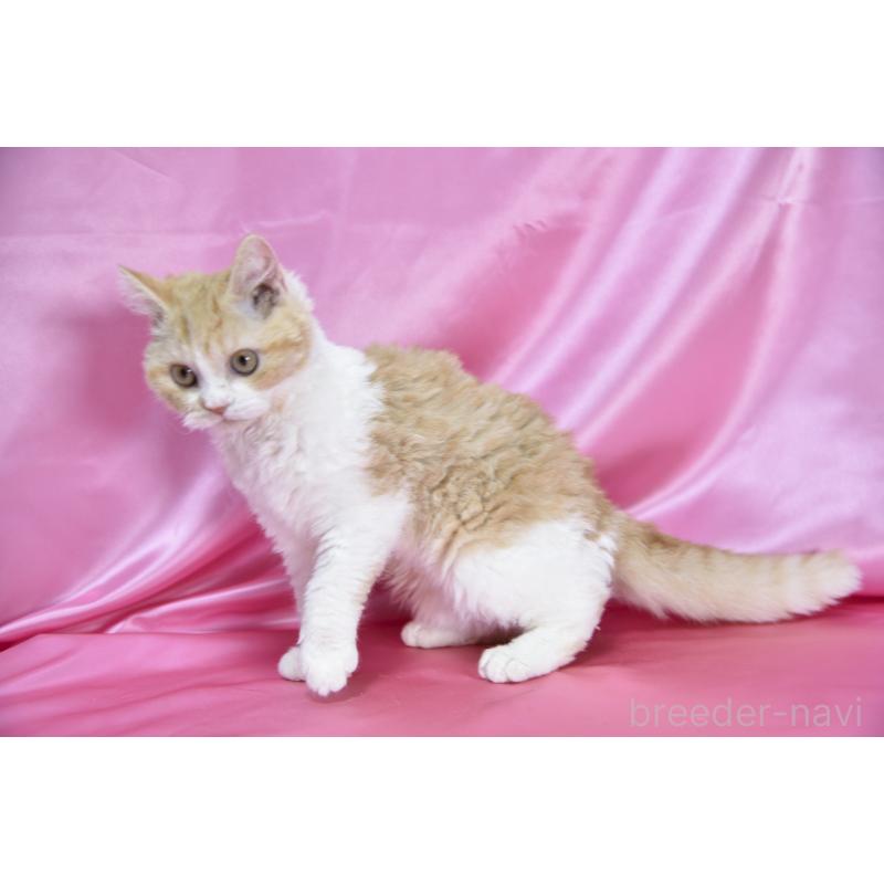 成約済の千葉県のセルカークレックス-130303の4枚目