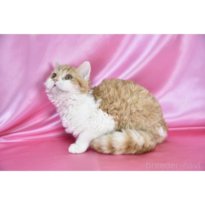 販売中の千葉県のセルカークレックス-130304の5枚目