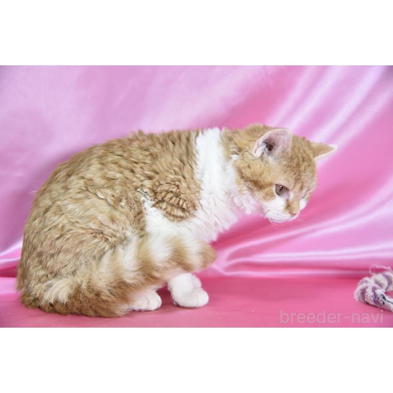 販売中の千葉県のセルカークレックス-130304の4枚目