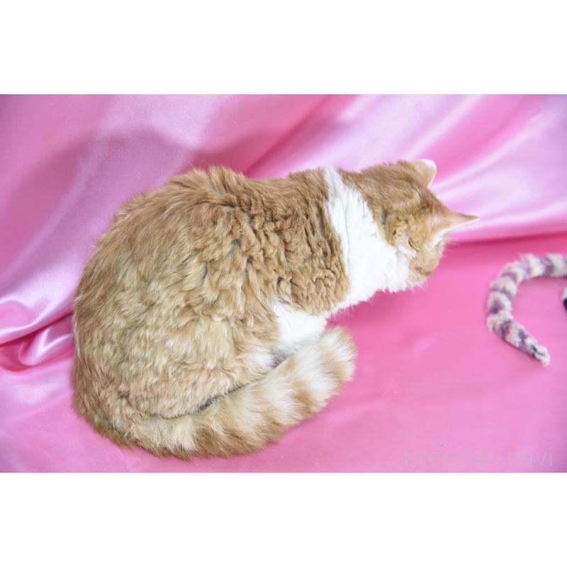 販売中の千葉県のセルカークレックス-130304の3枚目