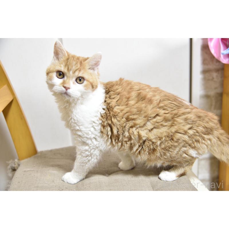 販売中の千葉県のセルカークレックス-130304の2枚目