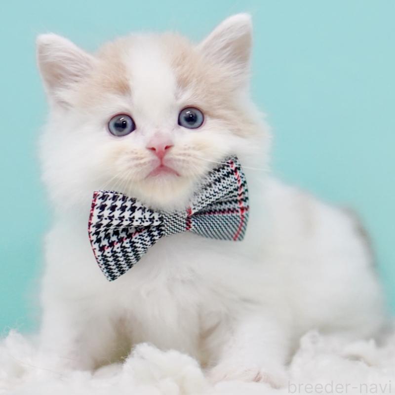 販売中の東京都のサイベリアン-133716