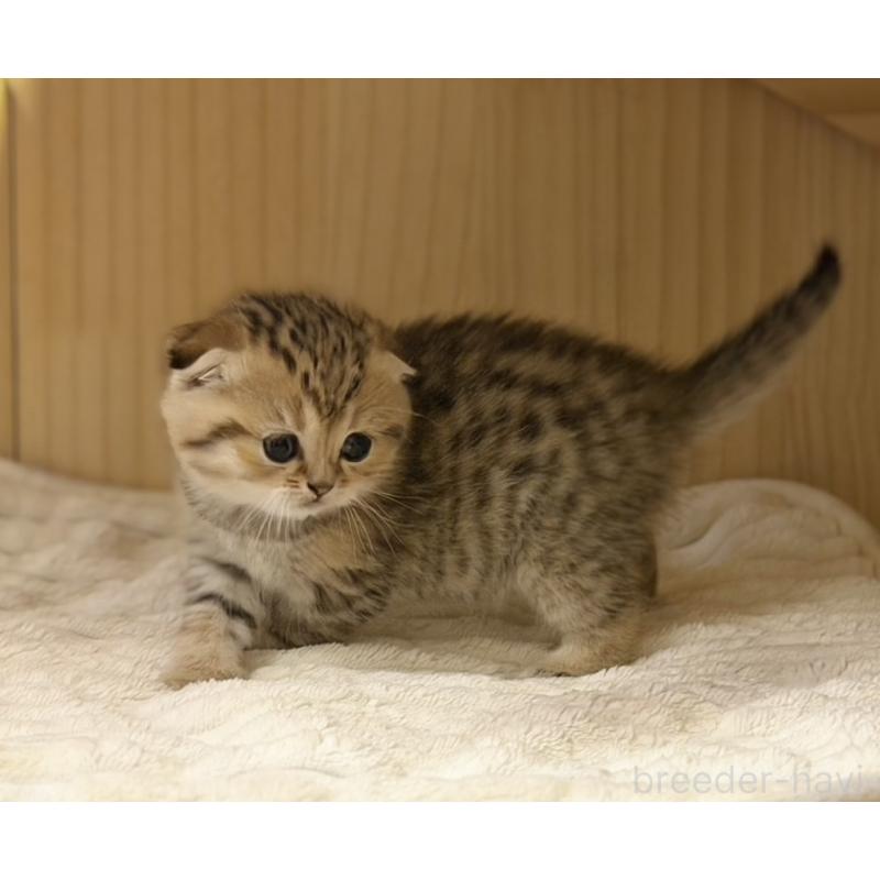 成約済の福岡県のスコティッシュフォールド-134632の13枚目