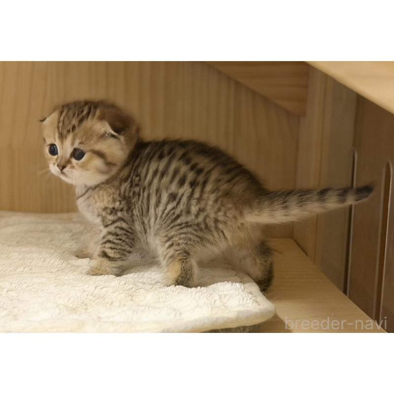 成約済の福岡県のスコティッシュフォールド-134632の12枚目