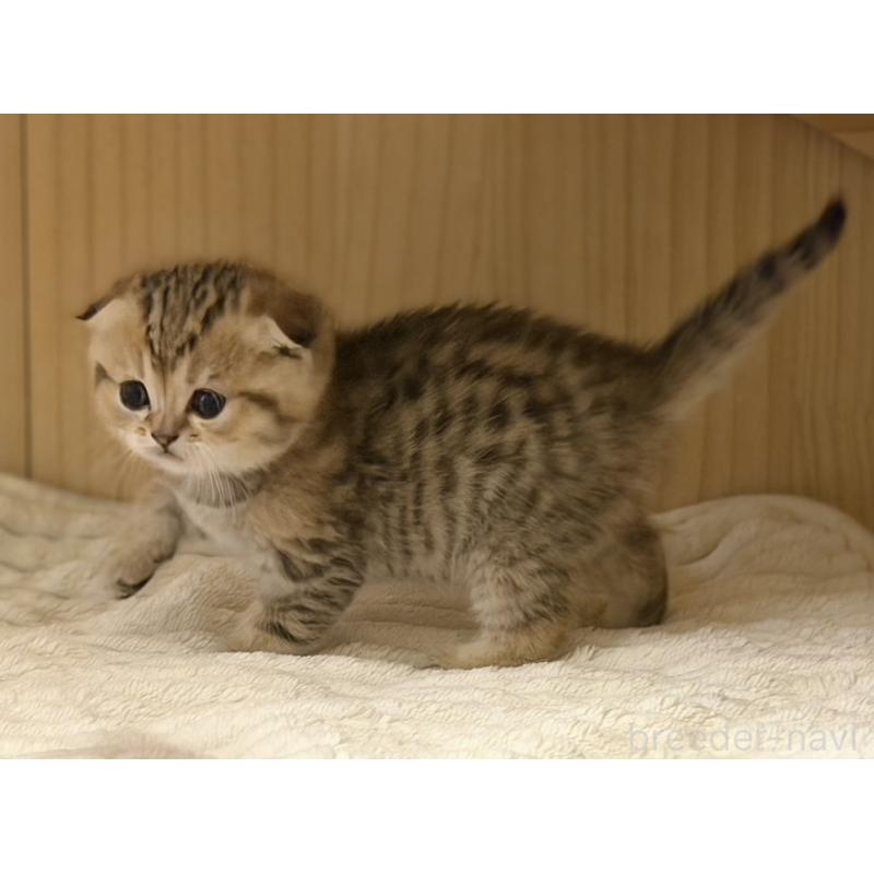 成約済の福岡県のスコティッシュフォールド-134632の11枚目