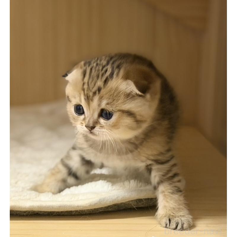 成約済の福岡県のスコティッシュフォールド-134632の10枚目