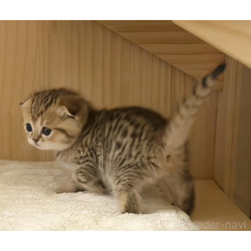 成約済の福岡県のスコティッシュフォールド-134632の9枚目