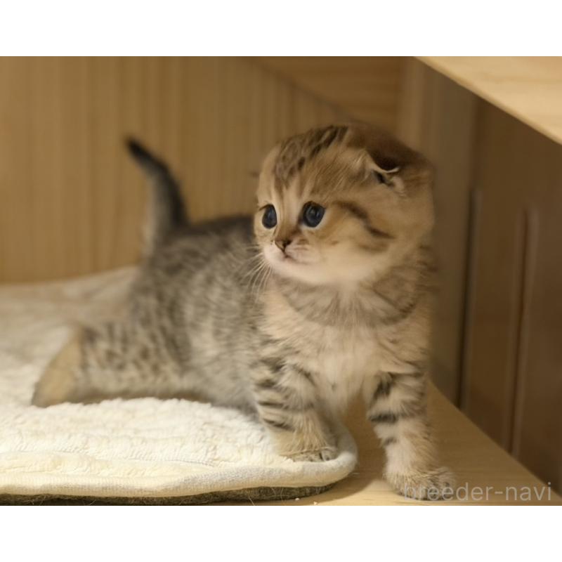 成約済の福岡県のスコティッシュフォールド-134632の8枚目