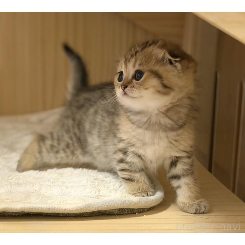 成約済の福岡県のスコティッシュフォールド-134632の6枚目