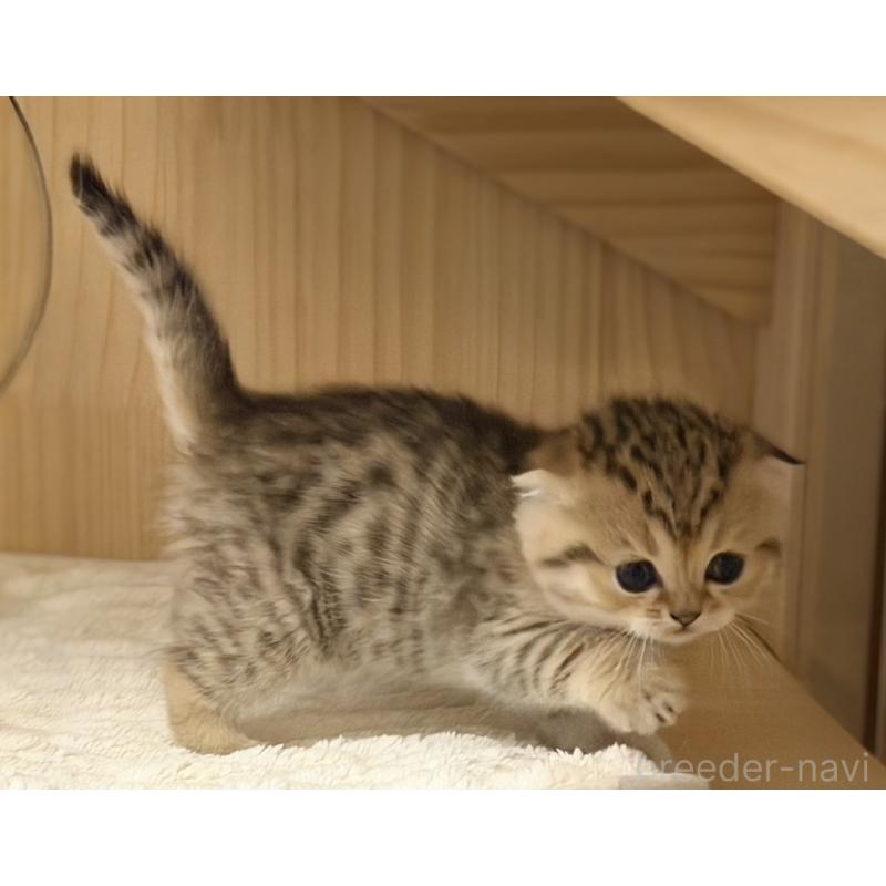 成約済の福岡県のスコティッシュフォールド-134632の5枚目