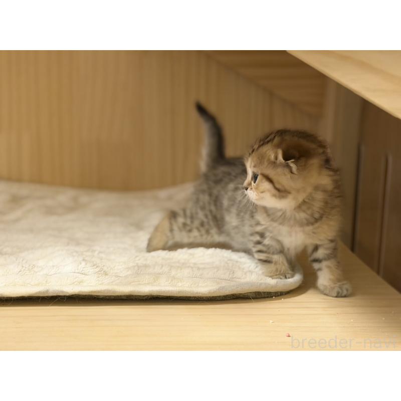 成約済の福岡県のスコティッシュフォールド-134632の4枚目