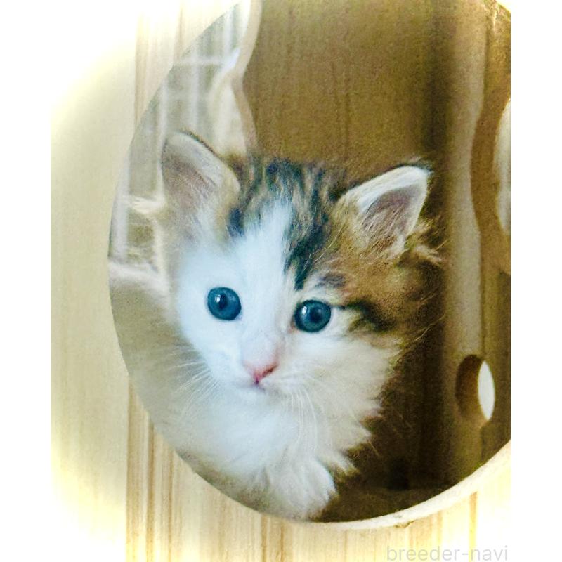 販売中の東京都のノルウェージャンフォレストキャット-134870の2枚目