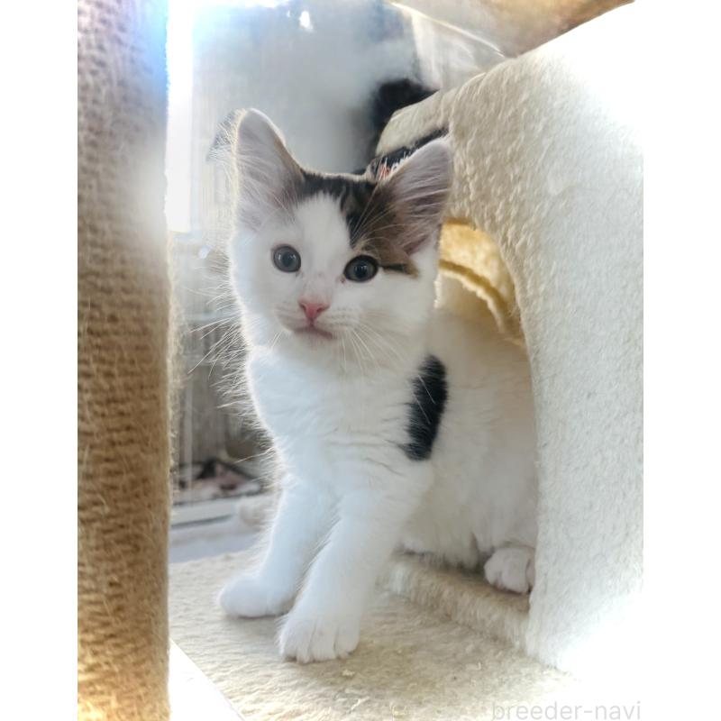 販売中の東京都のノルウェージャンフォレストキャット-133211の9枚目