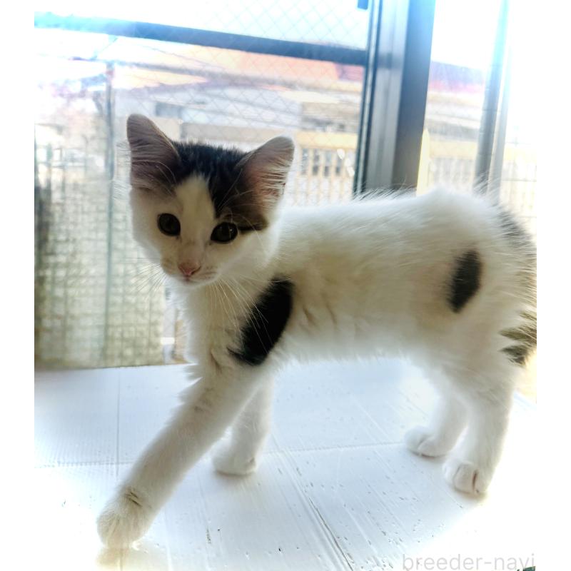 販売中の東京都のノルウェージャンフォレストキャット-133211の7枚目