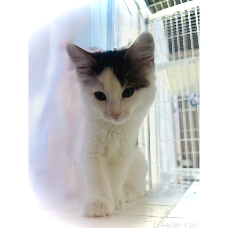販売中の東京都のノルウェージャンフォレストキャット-133211の6枚目